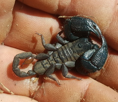 Opisthacanthus