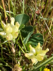 Trifolium fucatum