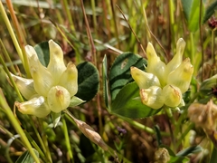 Trifolium fucatum