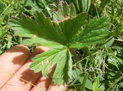 Pelargonium ranunculophyllum