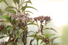 Chromolaena perglabra