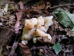 Sebacina sparassoidea