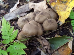 Lyophyllum fuligineum