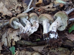 Lyophyllum fuligineum