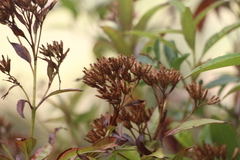 Chromolaena perglabra