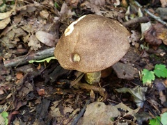 Leccinum snellii