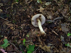 Leccinum snellii