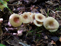 Lactarius griseus