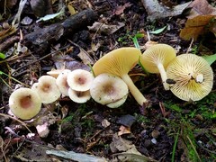Lactarius griseus