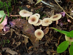 Lactarius griseus