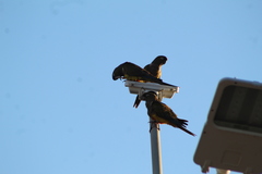 Cyanoliseus patagonus