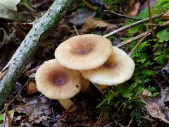 Lactarius griseus