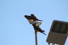 Cyanoliseus patagonus