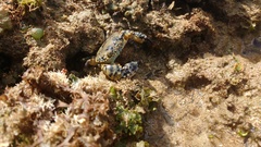Eriphia gonagra