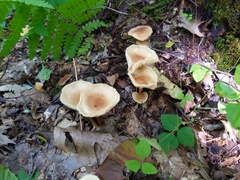 Marasmius cystidiosus