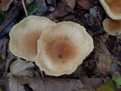 Marasmius cystidiosus