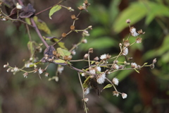 Lepidaploa canescens