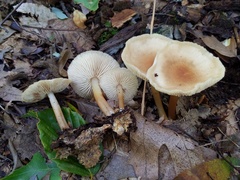 Marasmius cystidiosus