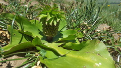Eucomis humilis