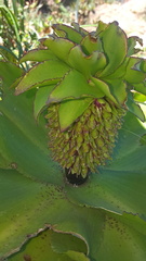 Eucomis humilis