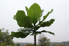 Anthocleista amplexicaulis