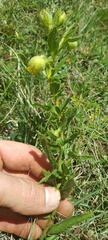Hermannia grandistipula