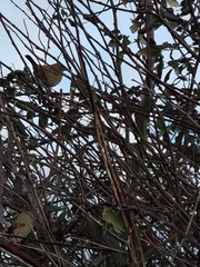 Prunella modularis occidentalis