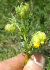 Hermannia grandistipula