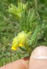 Hermannia grandistipula