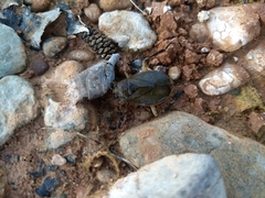 Nepomorpha
