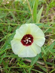 Distimake kentrocaulos