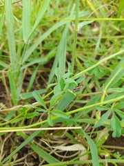 Distimake kentrocaulos