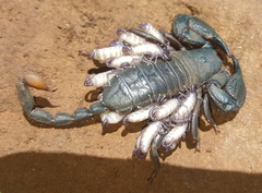 Opisthacanthus validus