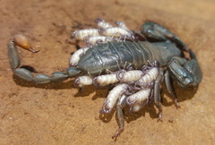 Opisthacanthus validus