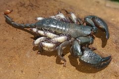 Opisthacanthus validus