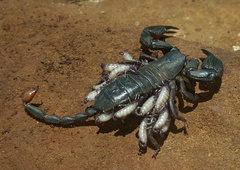Opisthacanthus validus