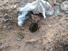 Nepomorpha