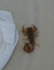 Centruroides limpidus