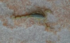 Centruroides limpidus