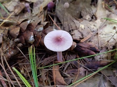 Inocybe pallidicremea