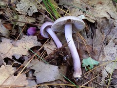 Inocybe pallidicremea