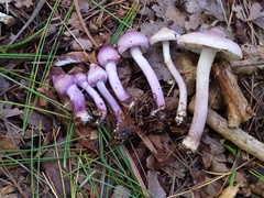 Inocybe pallidicremea