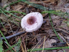 Inocybe pallidicremea