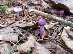 Inocybe pallidicremea