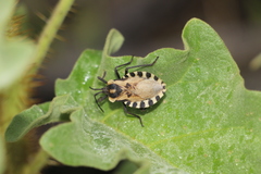 Spartocera alternata