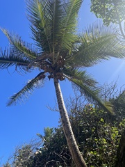 Cocos nucifera