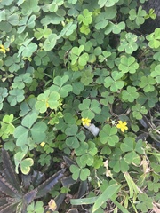 Oxalis corniculata