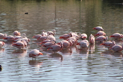 Phoenicopterus chilensis