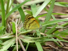 Colotis vesta