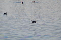 Chroicocephalus maculipennis